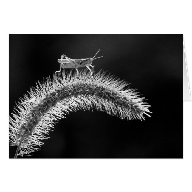 Caminando al aire - Grasshopper (Anverso (Horizontal))