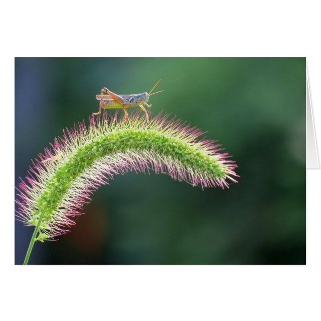 Caminando al aire - Grasshopper - color (Anverso (Horizontal))