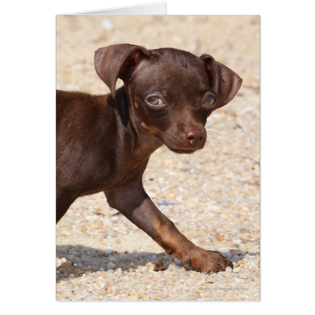 Caminando de cachorros de Chihuahua (Frente)