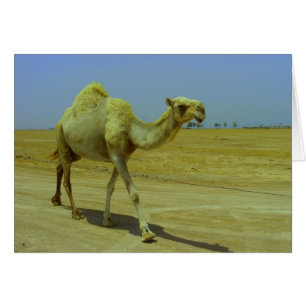 Caminando el largo camino