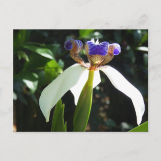 "Caminando Iris 2." Postal