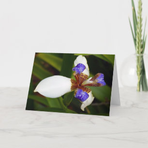 "Caminando Iris". Tarjeta mediana
