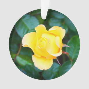 Caminando por el Rosa Sunshine #1 Ornamento