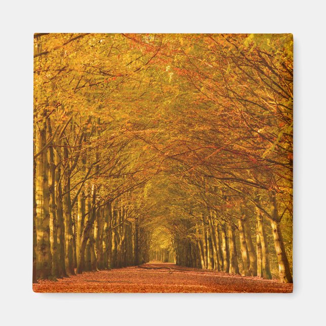 Caminar por el bosque en el imán de otoño (Frente)
