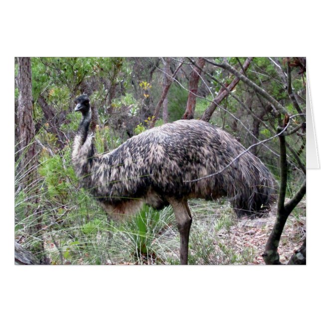 caminata emu (Anverso (Horizontal))