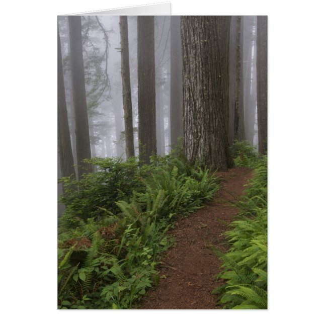 Camino a través de los árboles de secuoya gigantes (Frente)