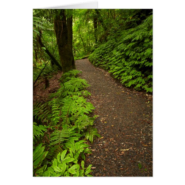 Camino a través del bosque (Frente)