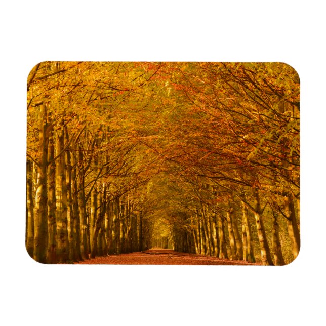 Camino a través del bosque en el imán rectangular  (Horizontal)