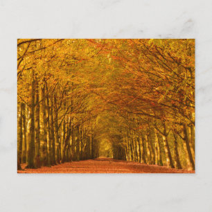 Camino a través del bosque en postal del otoño