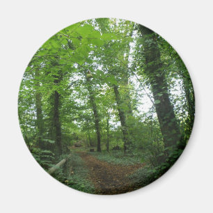 Camino a través del imán de los bosques verdes