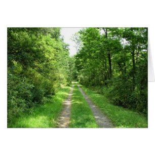 Camino de hierba a los bosques