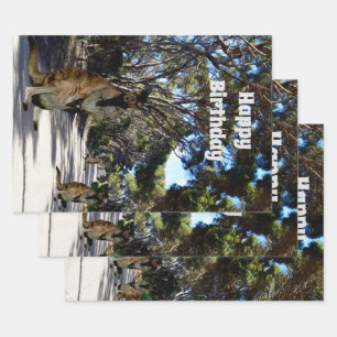 Camino de Wallaby Australiano, Hojas de Envoltura 