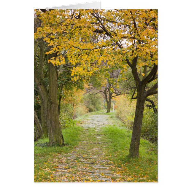 Camino en otoño (Frente)