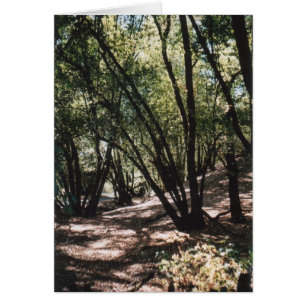 Camino seco de la cala