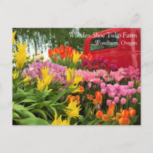 Camión rojo con tulipanes, postal de Oregón
