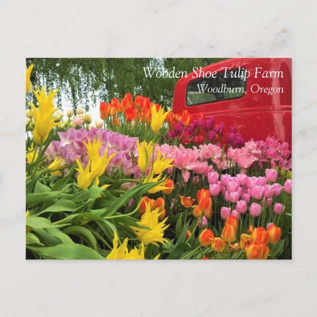 Camión rojo con tulipanes, postal de Oregón (Anverso)