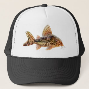 Camionero Gorra del siluro de Corydoras Sterbai