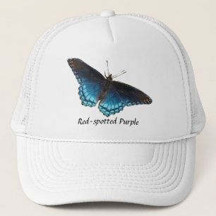 Camionero gorra púrpura Rojo-manchado de la mariposa
