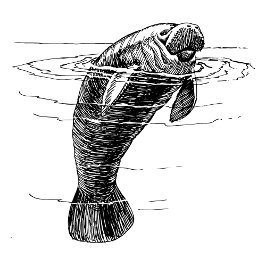 Camisa de mujer manatí