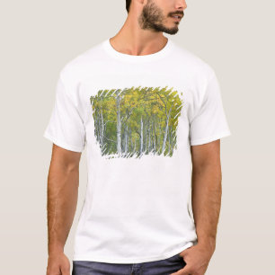 Camiseta Álamos temblones de otoño en el paso McClure en 