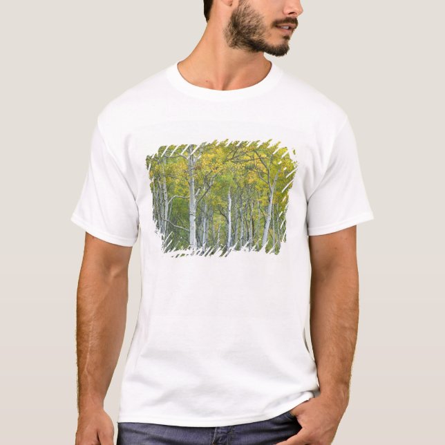 Camiseta Álamos temblones de otoño en el paso McClure en  (Anverso)