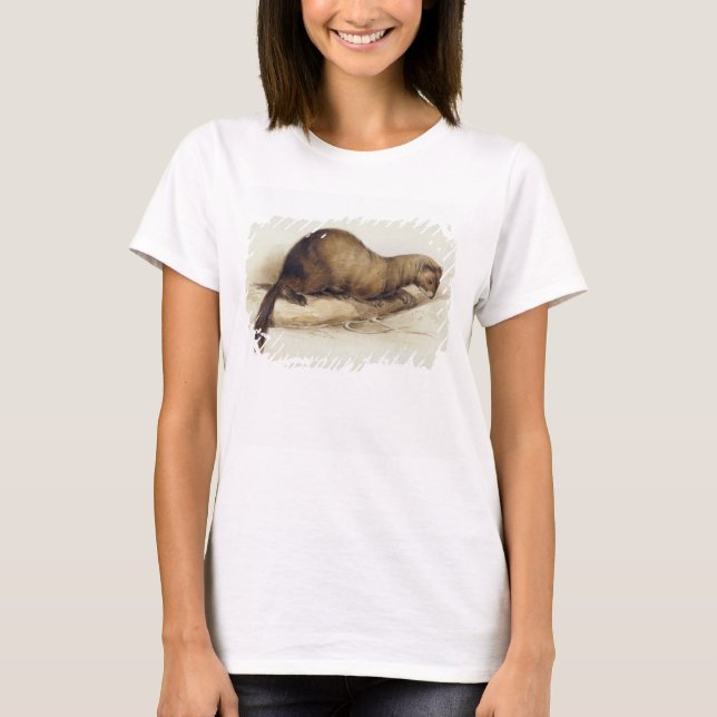 Camiseta A Weasel, 1832 (p/c, pluma, tinta, gouache y movim (Anverso)