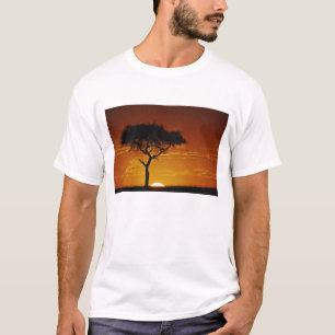 Camiseta Acacia de espina de paraguas, Acacia tortilis,