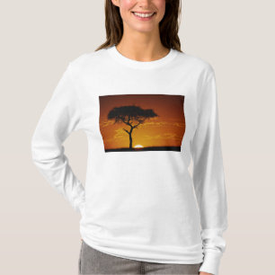 Camiseta Acacia de espina de paraguas, Acacia tortilis,