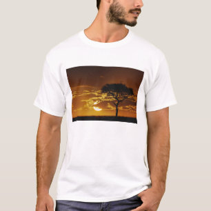 Camiseta Acacia de espinas en forma de paraguas, Acacia tor