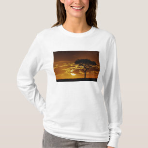 Camiseta Acacia de espinas en forma de paraguas, Acacia tor