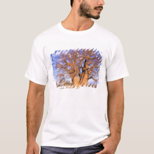 Camiseta África, Botsuana, Delta del Okavango. Baobab