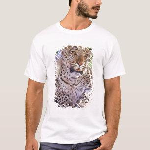 Camiseta África, Botsuana, Delta del Okvango, leopardo salv