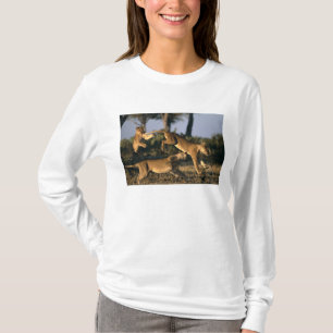 Camiseta África, Botsuana, Parque Nacional Chobe, Leonas