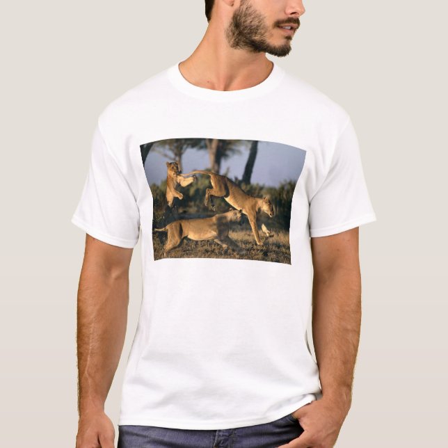 Camiseta África, Botsuana, Parque Nacional Chobe, Leonas (Anverso)