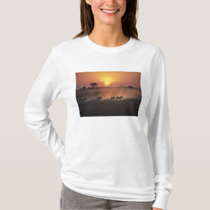 Camiseta África, Kenia, Amboseli NP. Cebra camina hacia