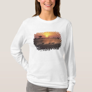 Camiseta África, Kenia, Amboseli NP. Las cebras caminan hac