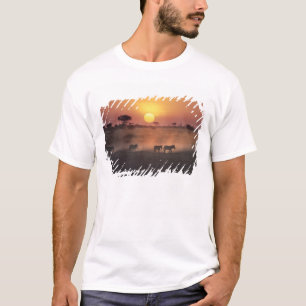 Camiseta África, Kenia, Amboseli NP. Las cebras caminan hac