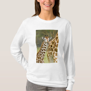Camiseta África. Kenia. Cría de jirafa de Rothschild