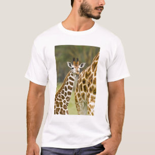 Camiseta África. Kenia. Cría de jirafa de Rothschild