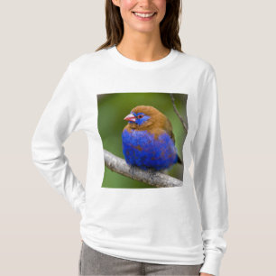 Camiseta África. Kenia. Granadero púrpura
