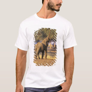 Camiseta África, Kenia, Masai Mara. Elefante (Loxodonta)