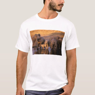 Camiseta África, Kenia, Masai Mara. Elefantes (Loxodonta