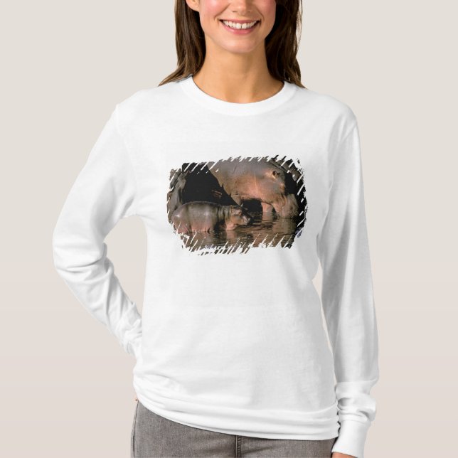 Camiseta África, Kenia, Masai Mara. Hipopótamos comunes (Anverso)