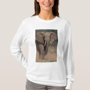 Camiseta África, Kenia, Nanyuki, Mpala. Elefante africano.