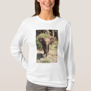 Camiseta África, Kenia, Parque Nacional de Amboseli. Africa