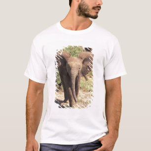 Camiseta África, Kenia, Parque Nacional de Amboseli. Africa