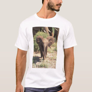 Camiseta África, Kenia, Parque Nacional de Amboseli. Africa