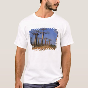 Camiseta África, Madagascar, Morondava, Avenida Baobab.