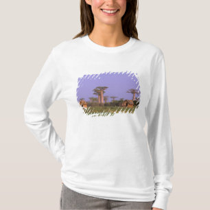 Camiseta África, Madagascar, Morondava. Baobabs