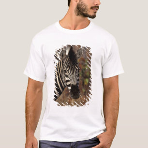 Camiseta África, Sudáfrica, retrato de cebra en Kruger NP